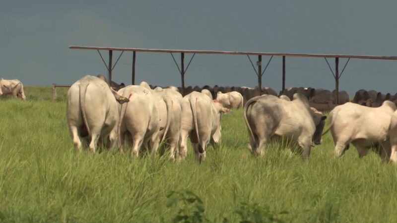 RIP transforma a pecuária brasileira com benefícios diretos para produtores e consumidores em um ciclo sustentável