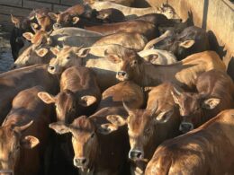 Rubia Gallega: a novilhada de sangue espanhol que promete rendimento superior em MT 23 Rubia Gallega: a novilhada de sangue espanhol que promete rendimento superior em MT