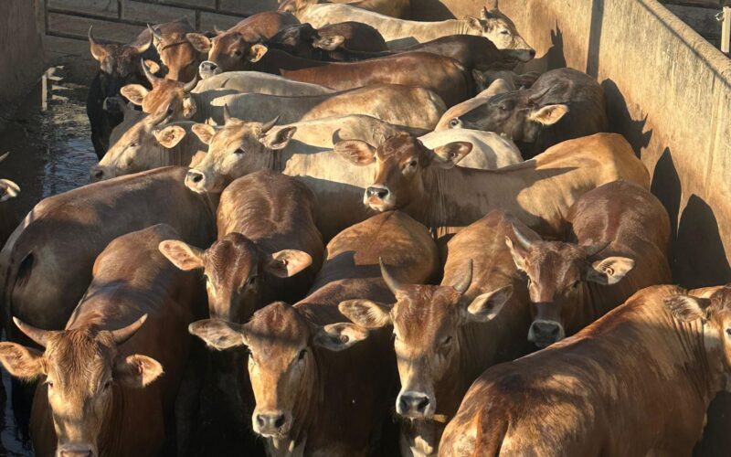 Rubia Gallega: a novilhada de sangue espanhol que promete rendimento superior em MT