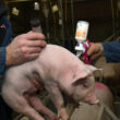 Rússia avança em vacinas para suínos e garante autossuficiência no combate a doenças animais e segurança alimentar.