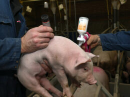 Rússia avança em vacinas para suínos e garante autossuficiência no combate a doenças animais e segurança alimentar. 12 Rússia avança em vacinas para suínos e garante autossuficiência no combate a doenças animais e segurança alimentar.