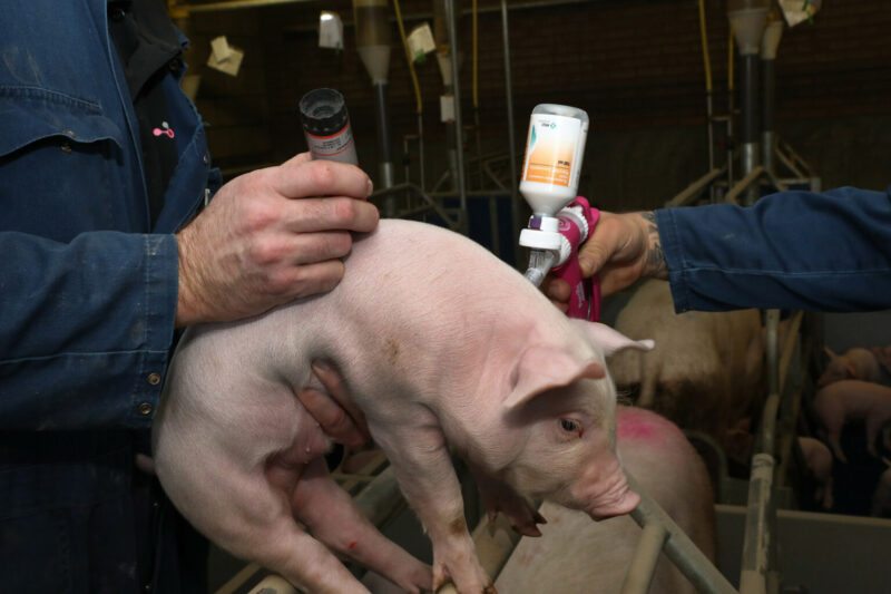 Rússia avança em vacinas para suínos e garante autossuficiência no combate a doenças animais e segurança alimentar.