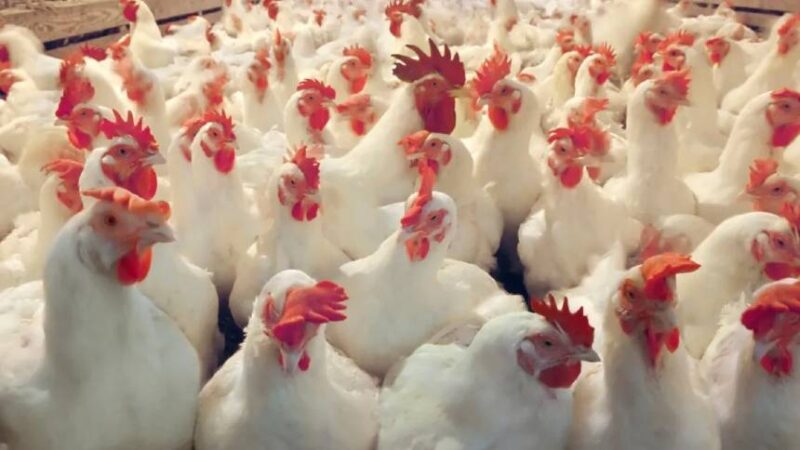 russia libera importacao durante surto de gripe aviaria com 9
