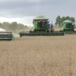 Safra 2024/2025 traz produção de grãos de 330,3 milhões de toneladas e oportunidades para o setor agropecuário