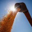 Safra de grãos 2024/25 promete crescimento robusto, impulsionando a economia e garantindo segurança alimentar.