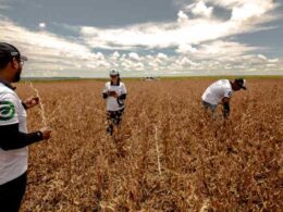 Safra de Soja Bate Recorde, Mas Poderia Ser Melhor: Conheça as Perspectivas Promissoras Para o Milho que podo transformar o seu Negócio! 12 safra de soja bate recorde mas poderia ser melhor conheca