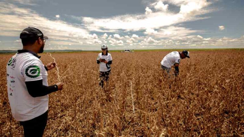 safra de soja bate recorde mas poderia ser melhor conheca