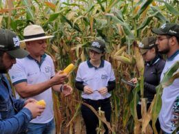 safrinha de milho supera 100 milhoes de toneladas afirma agroconsult
