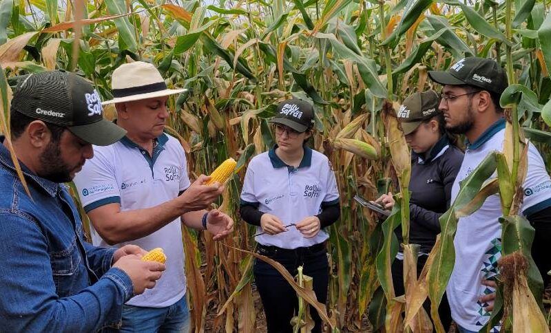 safrinha de milho supera 100 milhoes de toneladas afirma agroconsult