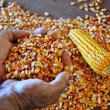 safrinha de milho ultrapassa 100 milhoes de toneladas pressiona precos para queda beneficiando compradores e mercado agricola