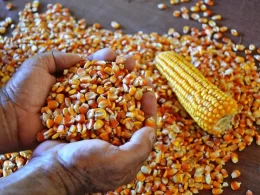 safrinha de milho ultrapassa 100 milhoes de toneladas pressiona precos para queda beneficiando compradores e mercado agricola