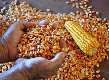 safrinha de milho ultrapassa 100 milhoes de toneladas pressiona precos para queda beneficiando compradores e mercado agricola