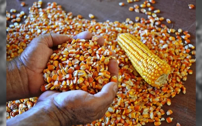 safrinha de milho ultrapassa 100 milhoes de toneladas pressiona precos para queda beneficiando compradores e mercado agricola