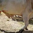 Fraturas em bovinos: médico-veterinário dá dicas para os primeiros cuidados