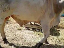 Fraturas em bovinos: médico-veterinário dá dicas para os primeiros cuidados