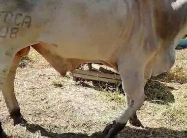 Fraturas em bovinos: médico-veterinário dá dicas para os primeiros cuidados