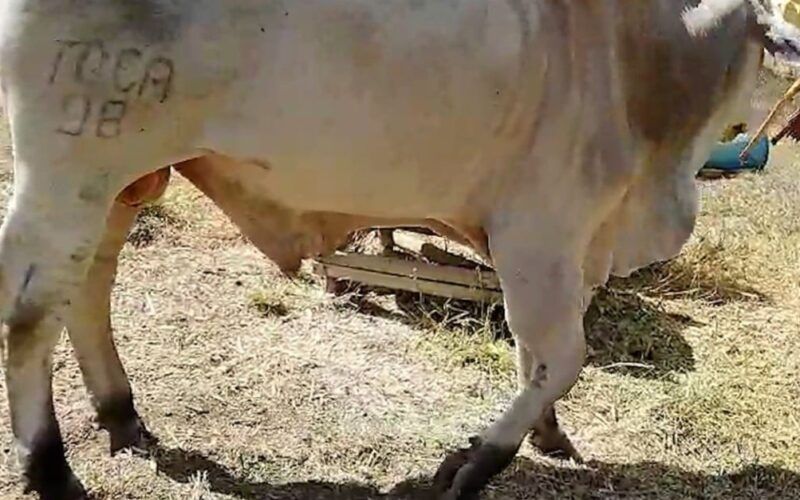Fraturas em bovinos: médico-veterinário dá dicas para os primeiros cuidados