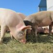 Sanidade do rebanho suíno de MG garante segurança alimentar e fortalece competitividade do setor