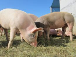 Sanidade do rebanho suíno de MG garante segurança alimentar e fortalece competitividade do setor