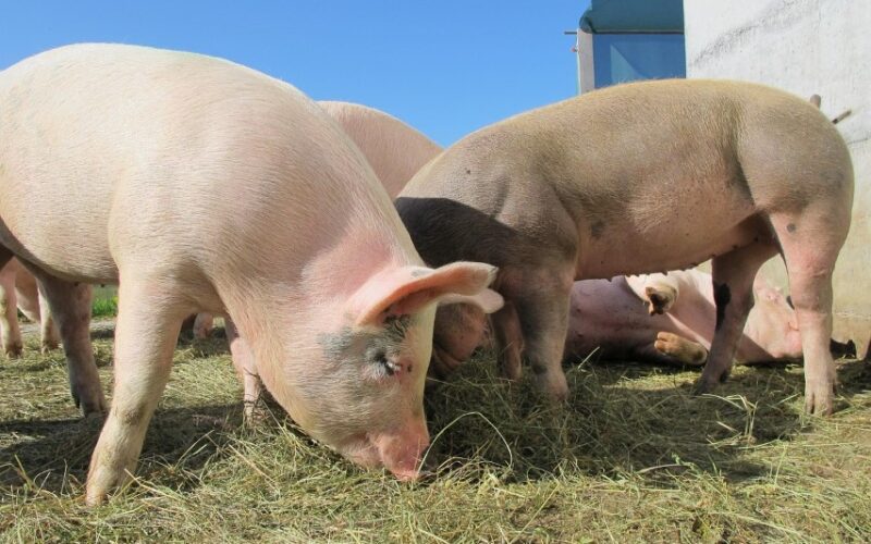 Sanidade do rebanho suíno de MG garante segurança alimentar e fortalece competitividade do setor
