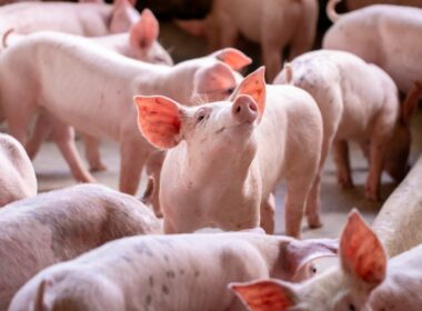 Santa Catarina: 18 anos sem Febre Aftosa traz segurança e qualidade para a pecuária local.