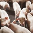 santa catarina alcanca novo patamar exportacao de carnes no inicio