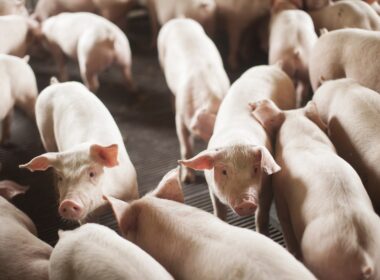 santa catarina alcanca novo patamar exportacao de carnes no inicio