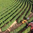 santa catarina investe r 84 milhoes para proteger agricultores com