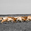 saude e bem estar animal descubra como a pecuaria sustentavel pode