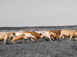 Saúde e Bem-Estar Animal: Descubra Como a Pecuária Sustentável Pode Transformar os Desafios Ambientais em Oportunidades Riquíssimas 21 saude e bem estar animal descubra como a pecuaria sustentavel pode
