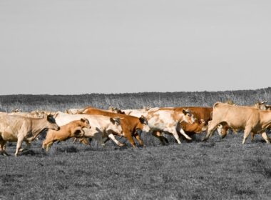 saude e bem estar animal descubra como a pecuaria sustentavel pode