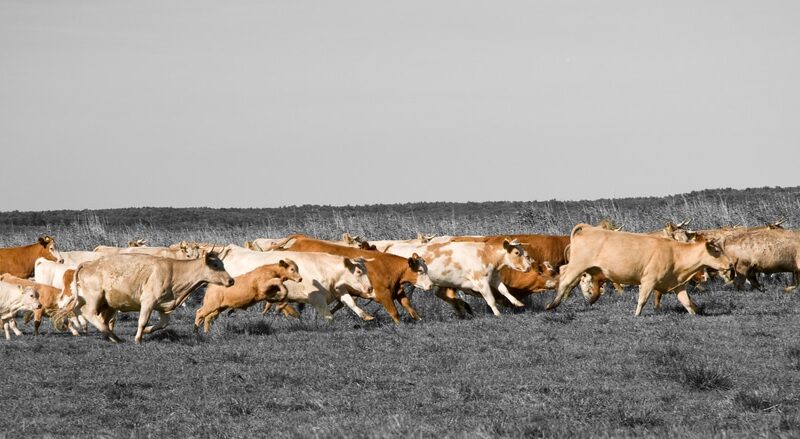 saude e bem estar animal descubra como a pecuaria sustentavel pode