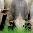 Segredo do pasto: manejo correto é o caminho para produzir arrobas mais econômicas