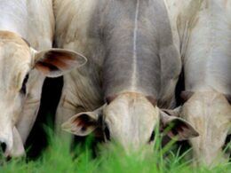 Segredo do pasto: manejo correto é o caminho para produzir arrobas mais econômicas
