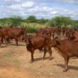 Sindi: pesquisa garante mais rusticidade para cruzamentos que garantem mais carne e leite