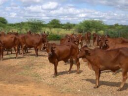Sindi: pesquisa garante mais rusticidade para cruzamentos que garantem mais carne e leite