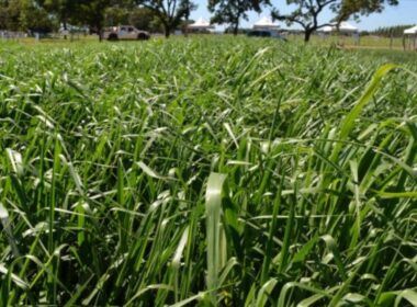 Capim Marandu: confira as dicas para melhorar o vigor do pasto