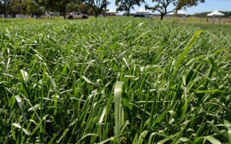 Capim Marandu: confira as dicas para melhorar o vigor do pasto