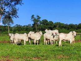Fazendeiro de MS mostra como se prepara boas novilhas para o abate