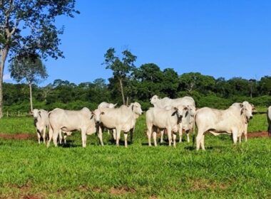 Fazendeiro de MS mostra como se prepara boas novilhas para o abate