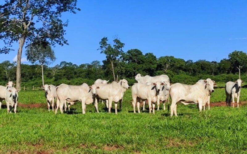 Fazendeiro de MS mostra como se prepara boas novilhas para o abate