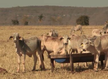 Manejo de pasto na seca: veja as dicas para manter o lucro na produção de gado