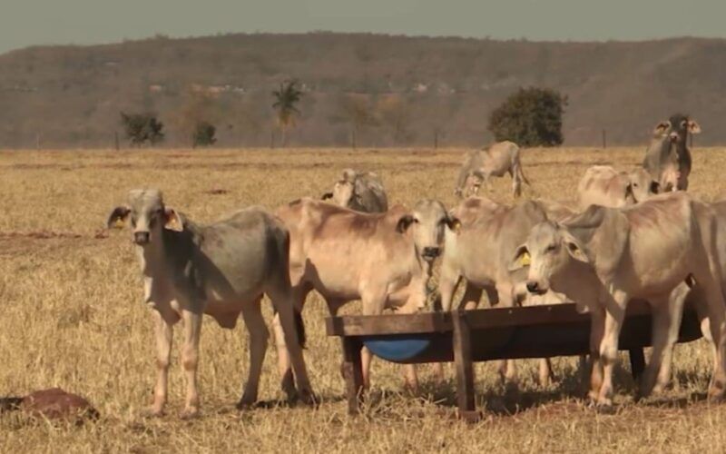 Manejo de pasto na seca: veja as dicas para manter o lucro na produção de gado