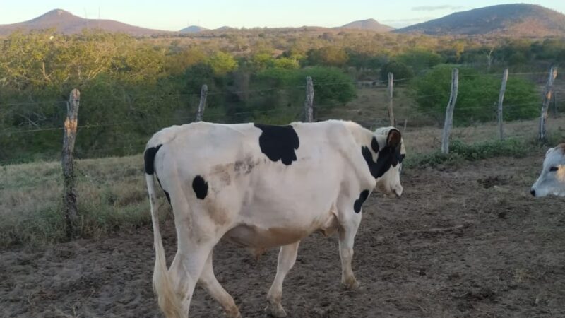 Segredos para potencializar a produção leiteira: dicas valiosas de especialistas na escolha do touro ideal