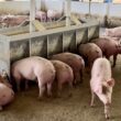 Semana Estadual da Suinocultura impulsiona o setor em Mato Grosso do Sul com tecnologia e eficiência para produtores.