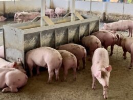 Semana Estadual da Suinocultura impulsiona o setor em Mato Grosso do Sul com tecnologia e eficiência para produtores. 13 Semana Estadual da Suinocultura impulsiona o setor em Mato Grosso do Sul com tecnologia e eficiência para produtores.