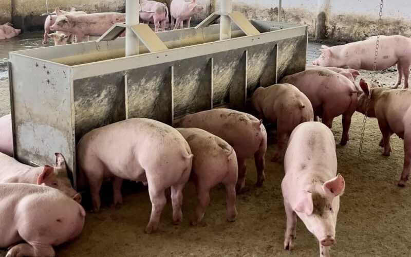 Semana Estadual da Suinocultura impulsiona o setor em Mato Grosso do Sul com tecnologia e eficiência para produtores.