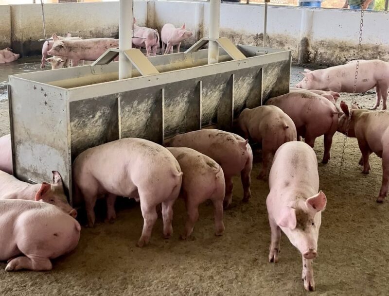 Semana Estadual da Suinocultura impulsiona o setor em Mato Grosso do Sul com tecnologia e eficiência para produtores.