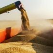 soja brasileira se destaca no mercado global com tarifa chinesa