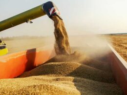 soja brasileira se destaca no mercado global com tarifa chinesa